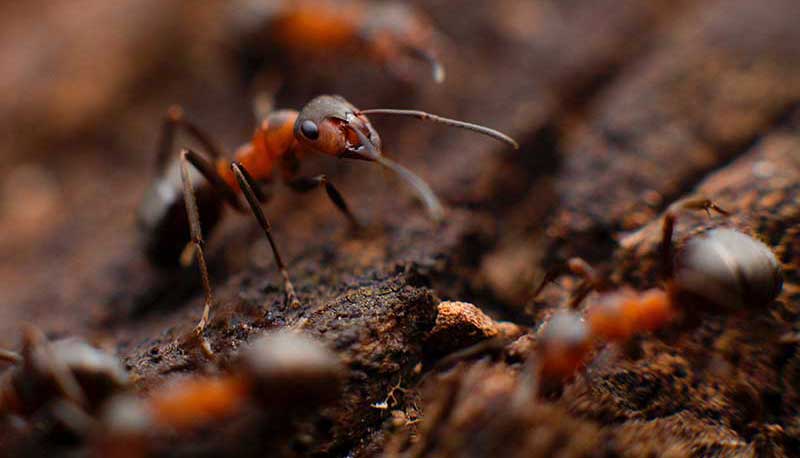 Ants on anthill